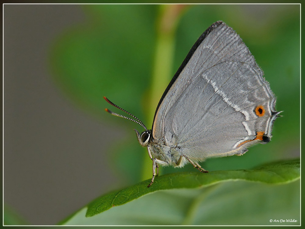 Eikenpage - Neozephyrus quercus