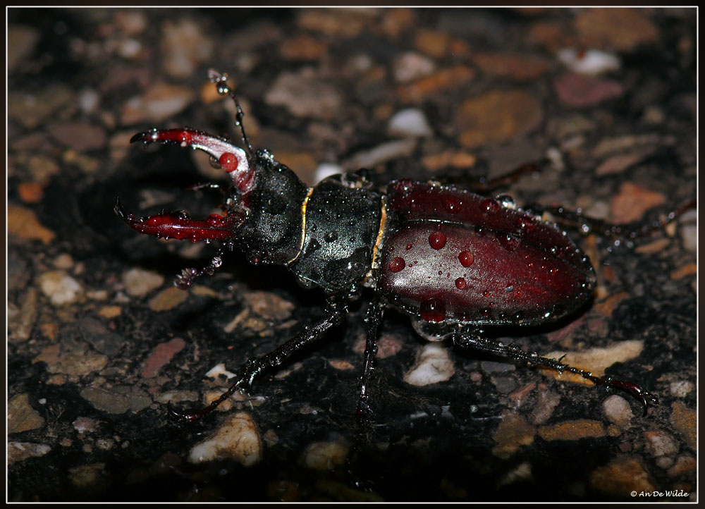 Vliegend hert - Lucanus cervus