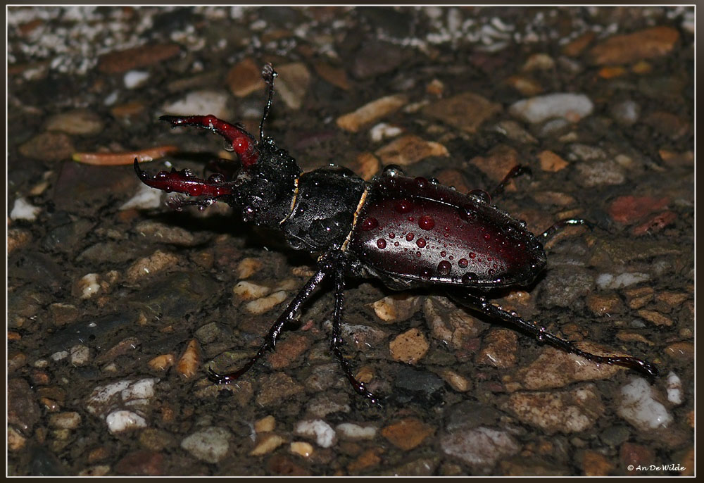 Vliegend hert - Lucanus cervus