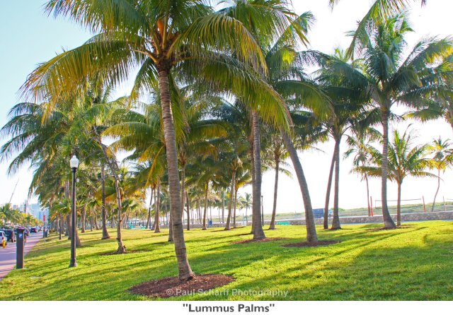 111 Lummus Palms.jpg