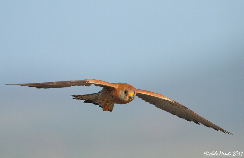 Lesser Kestrel