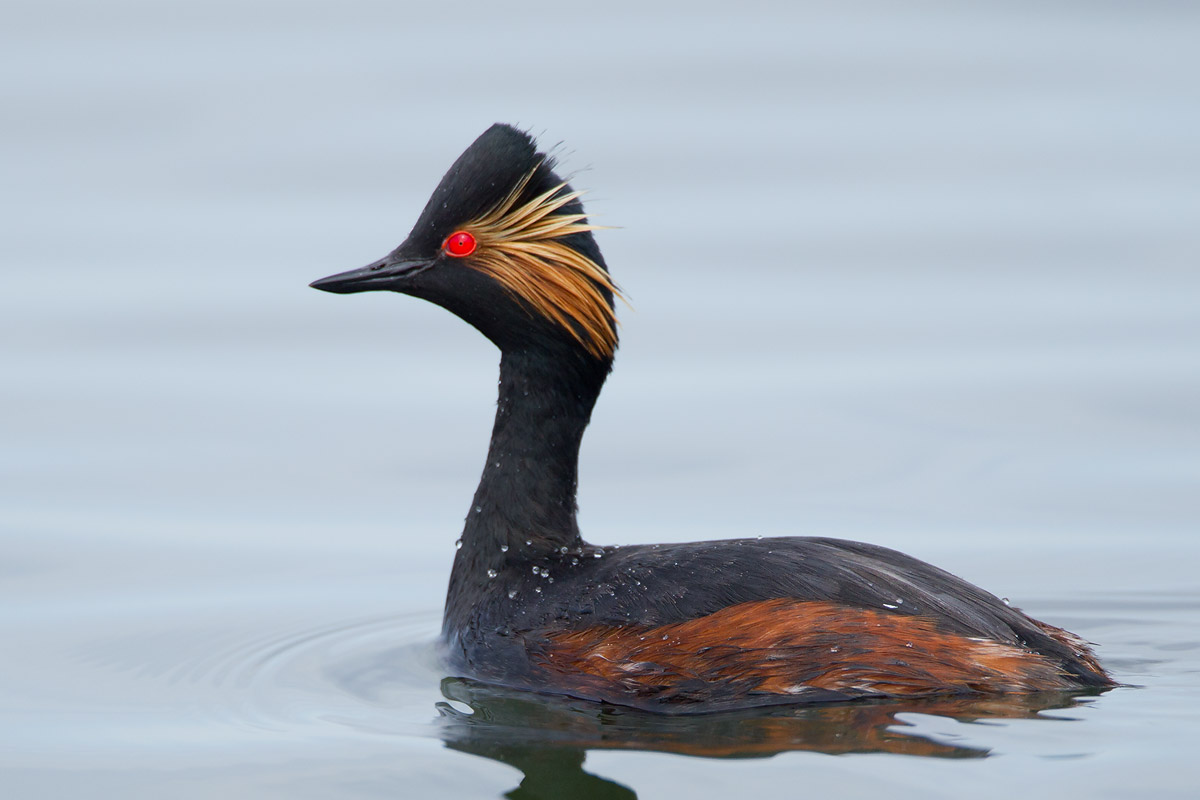 2013-04-21 geoorde fuut ketelmeer 3.jpg