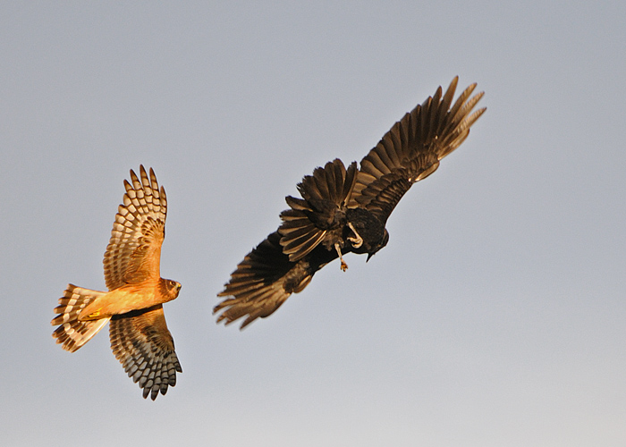  Aerial Combat