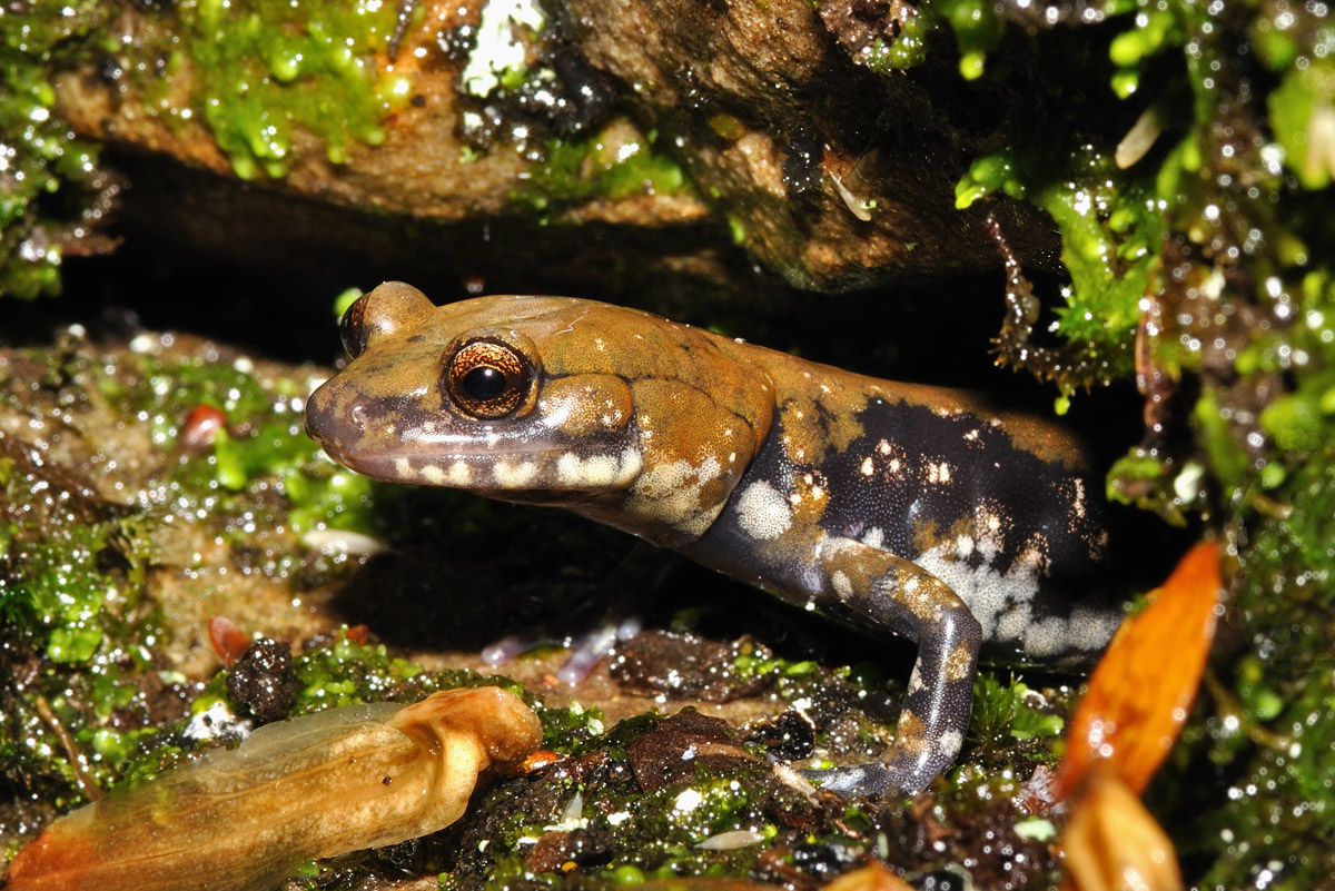 Pigeon Mountain Salamander