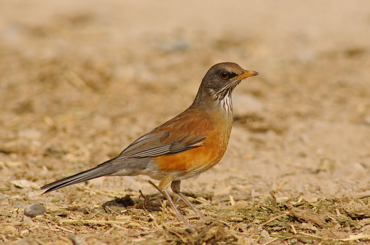 Rufous-backed Robin