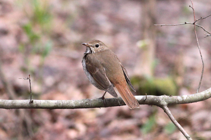 Hermit Thrush