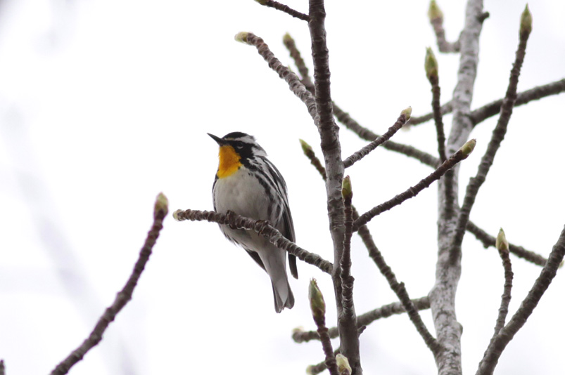 Yellow-throated Warbler