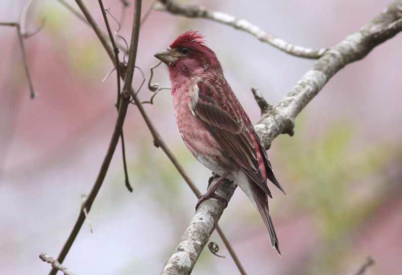 Purple Finch