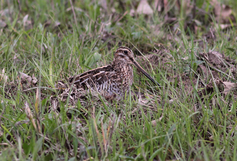 Wilsons Snipe