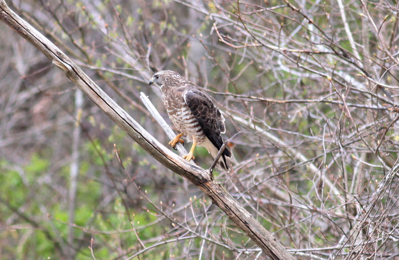 Broad-winged Hawk