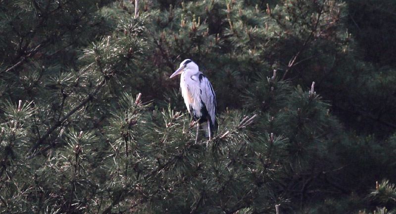 Gray Heron