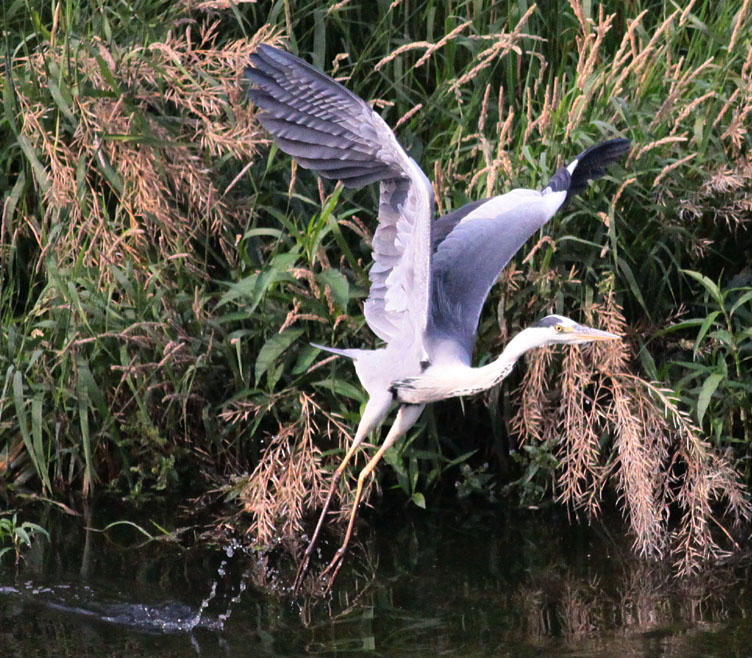 Gray Heron