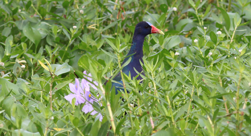 Purple Gallinule