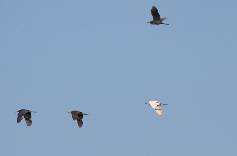 Little Blue Herons