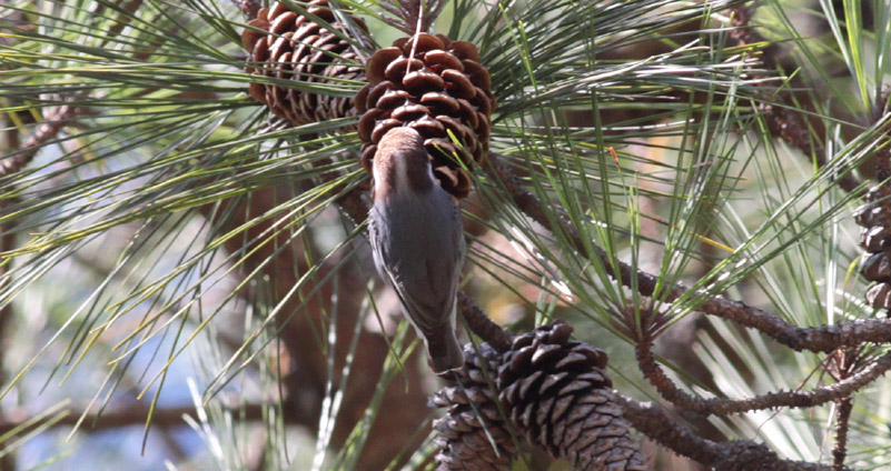 Brown-headed Nuthatch
