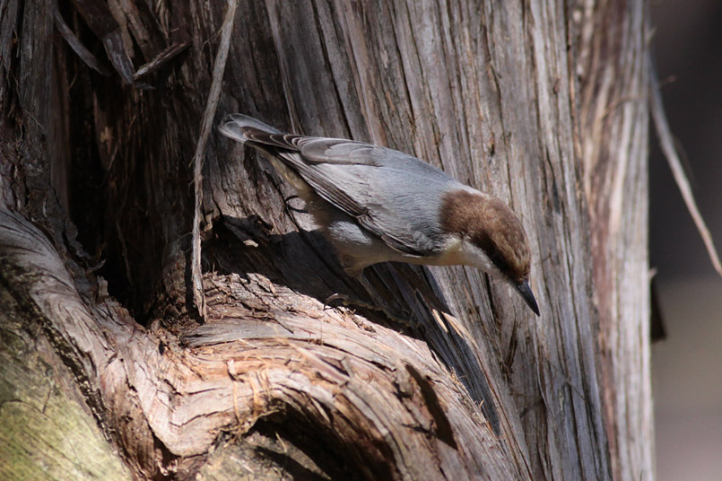 Brown-headed Nuthatch