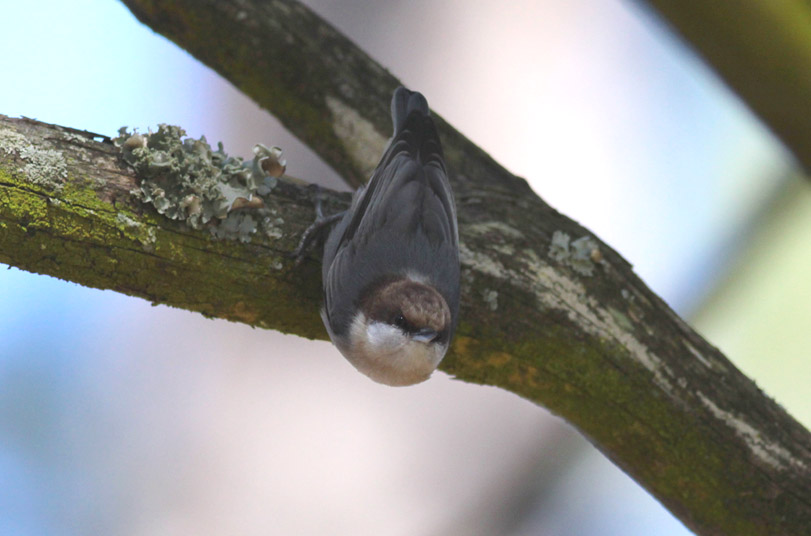 Brown-headed Nuthatch