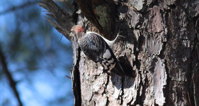 Red-headed Woodpecker