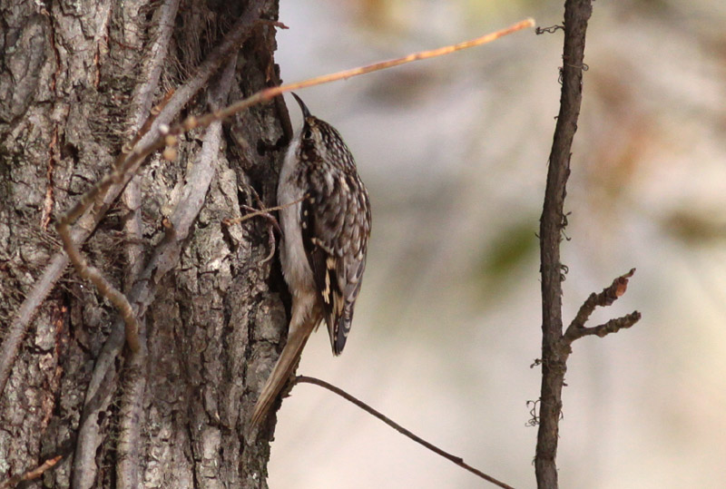 Brown Creeper