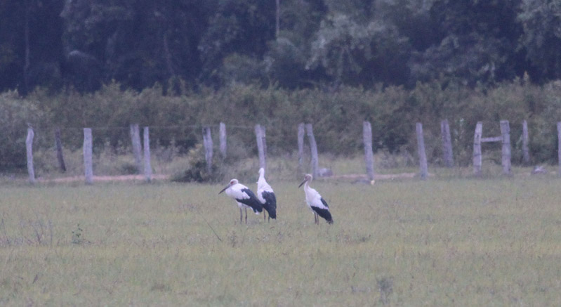 Maguari Storks