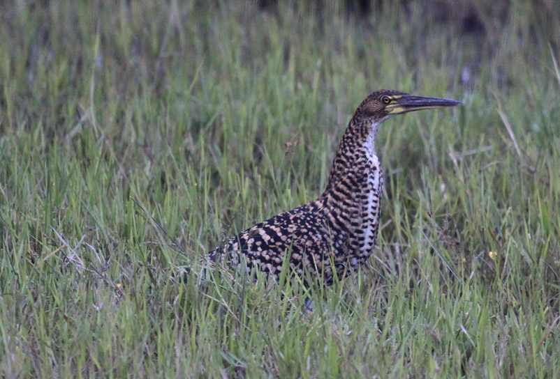 Rufescent Tiger-Heron