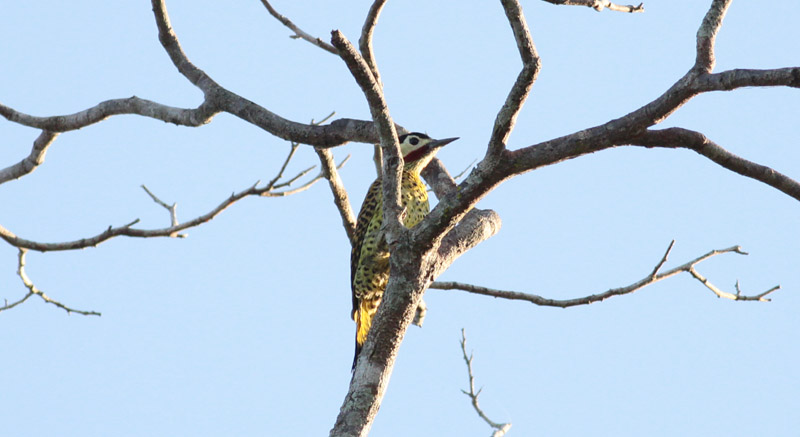Green-barred Woodpecker