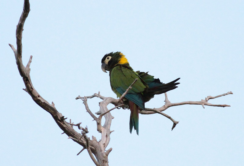 Golden-collared Macaw
