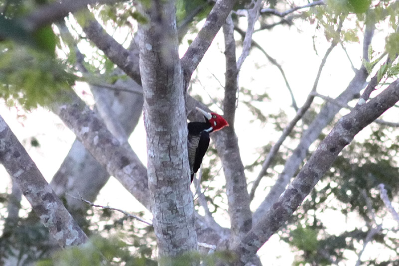 Crimson-crested Woodpecker