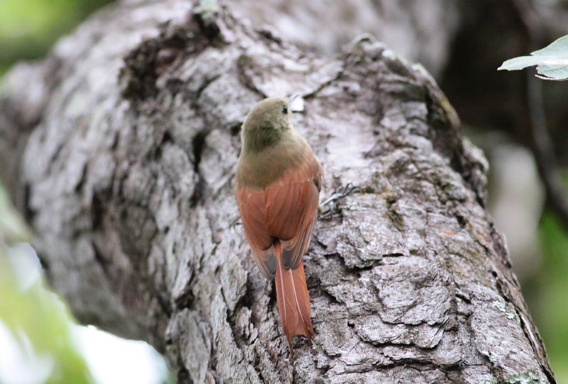 Olivaceous Woodcreeper