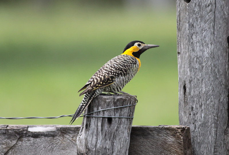 Campo Flicker