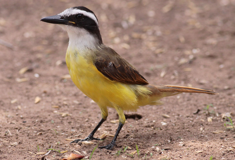 Great Kiskadee