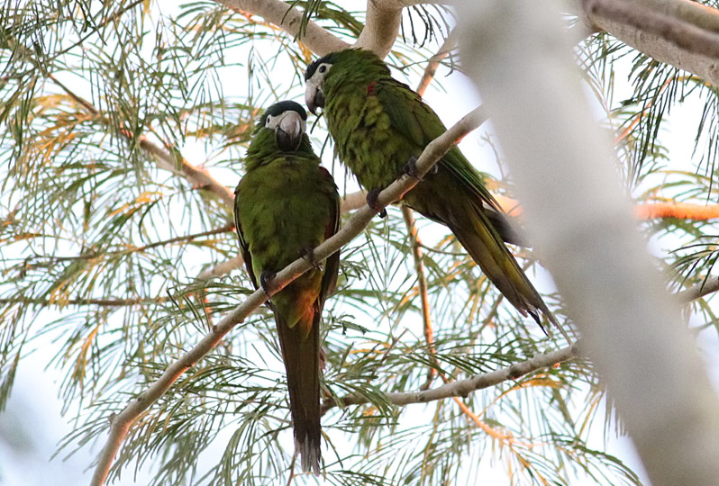 Red-shouldered Macaws