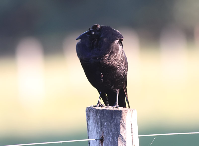 Giant Cowbird