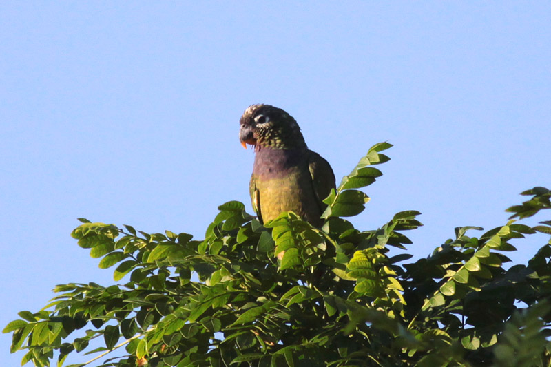 Scaly-headed Parrot