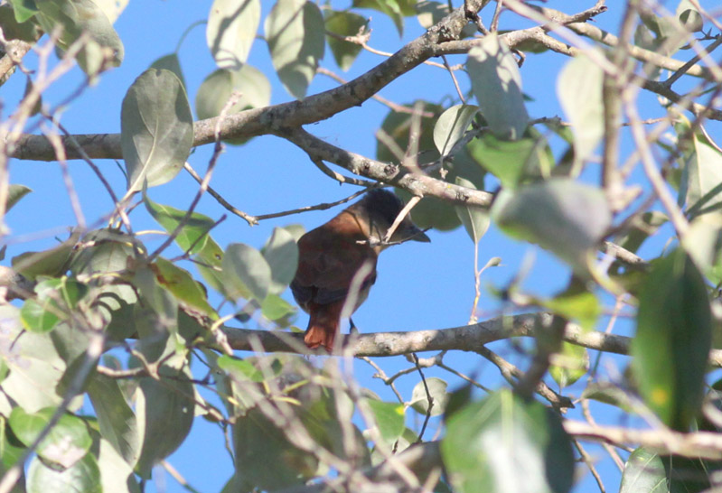Crested Becard