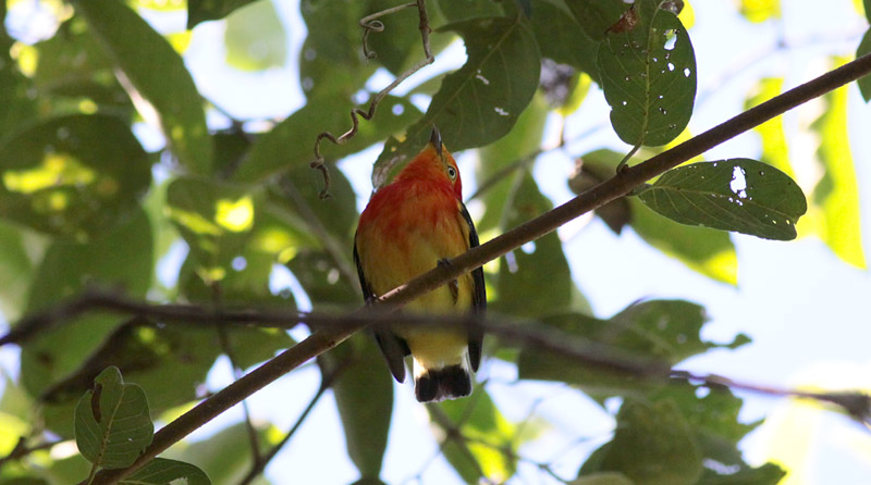 Band-tailed Manakin