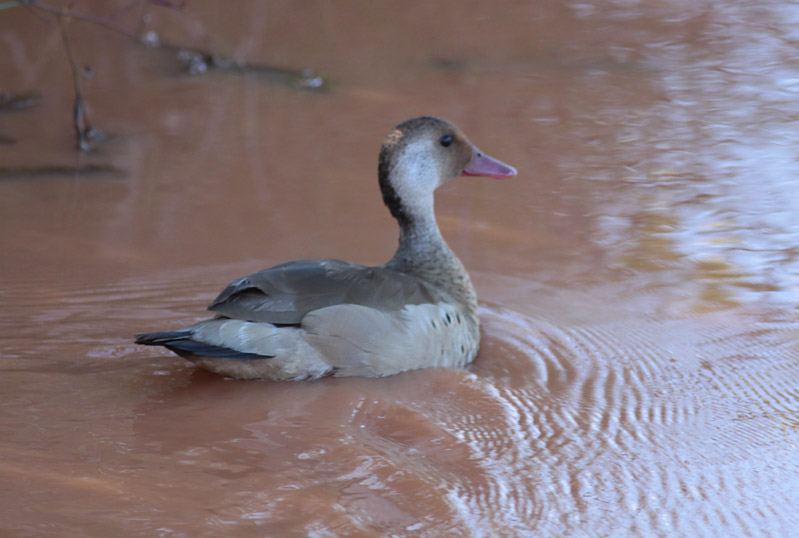 Brazilian Teal