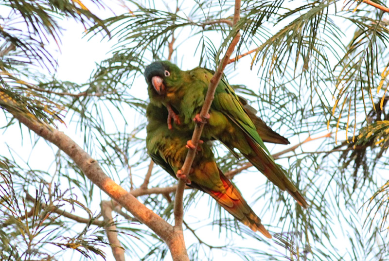 Blue-crowned Parakeets