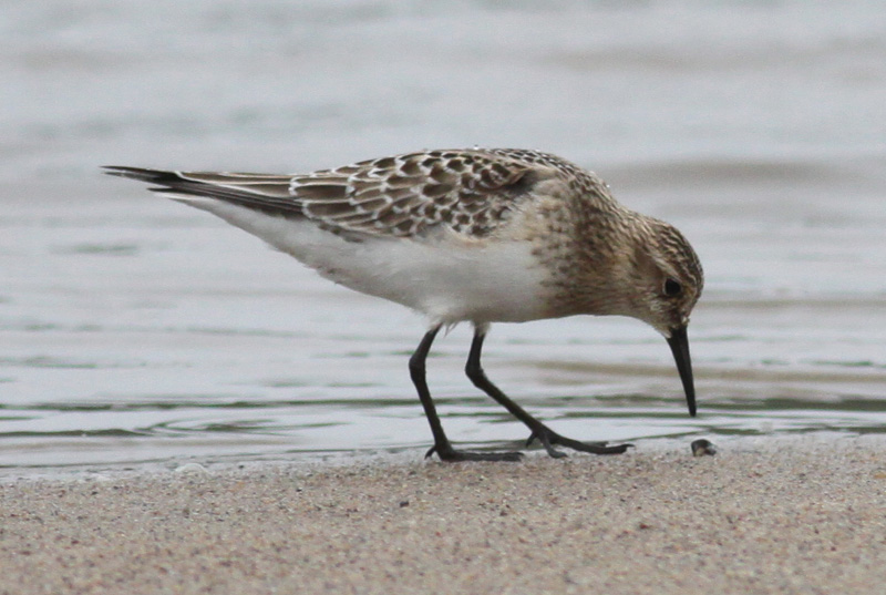 Bairds Sandpiper