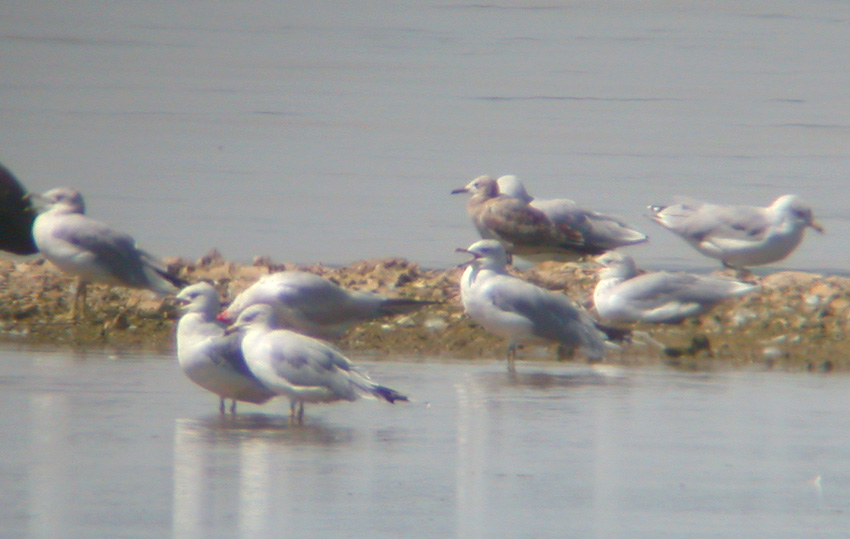 Laughing Gull