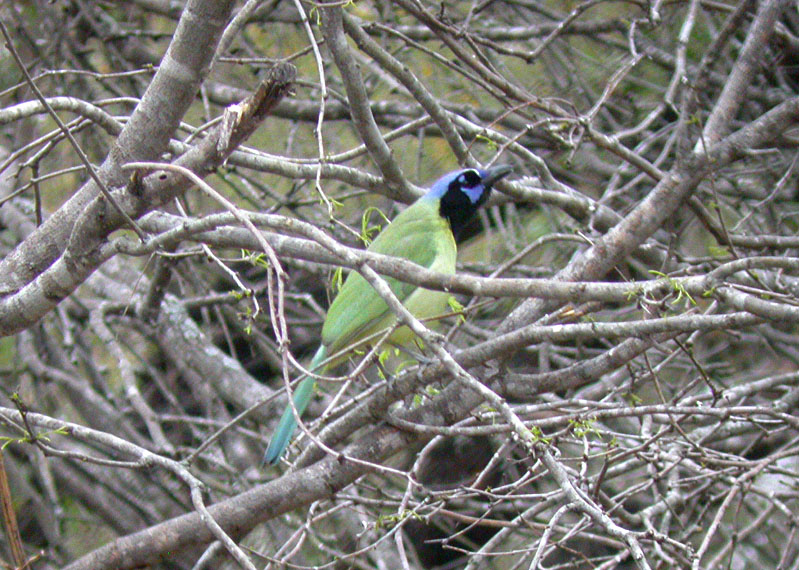 Green Jay