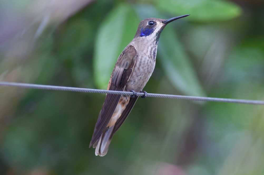 Brown Violetear