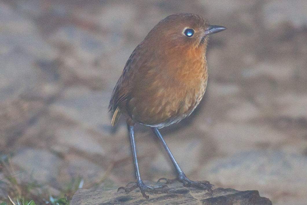 Rufous Antpitta (Santa Marta)