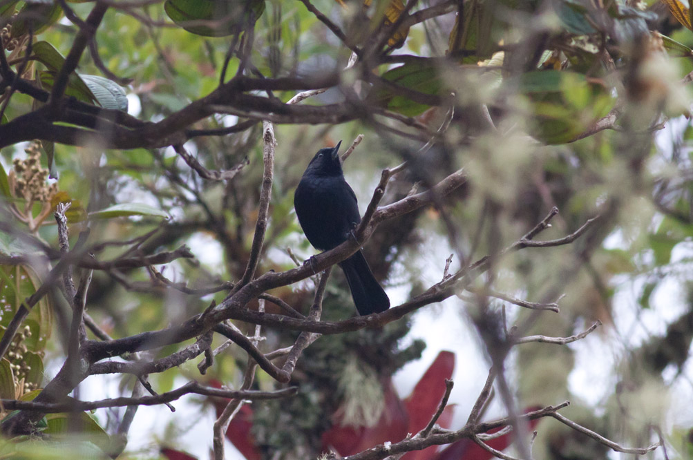 Black Flowerpiercer