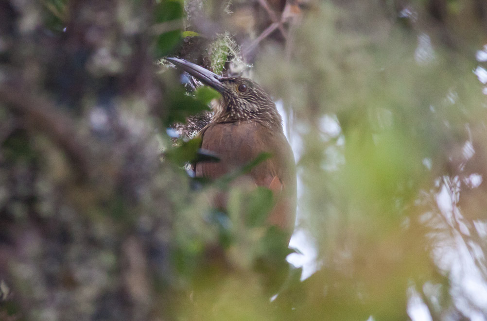 Strong-billed Woodcreeper (Andean/Northern)