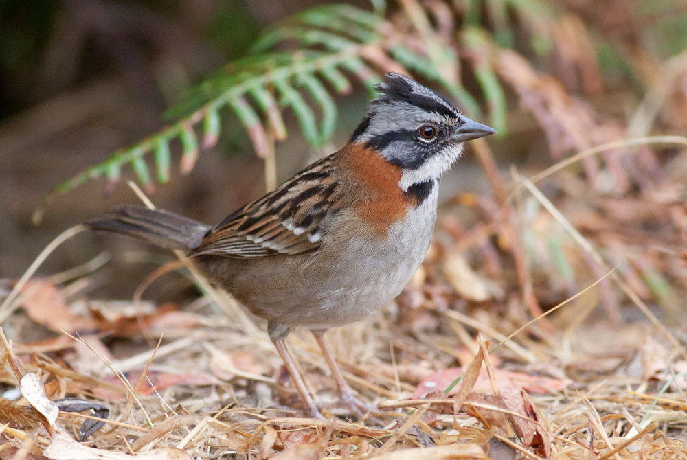 Rufous-collared Sparrow