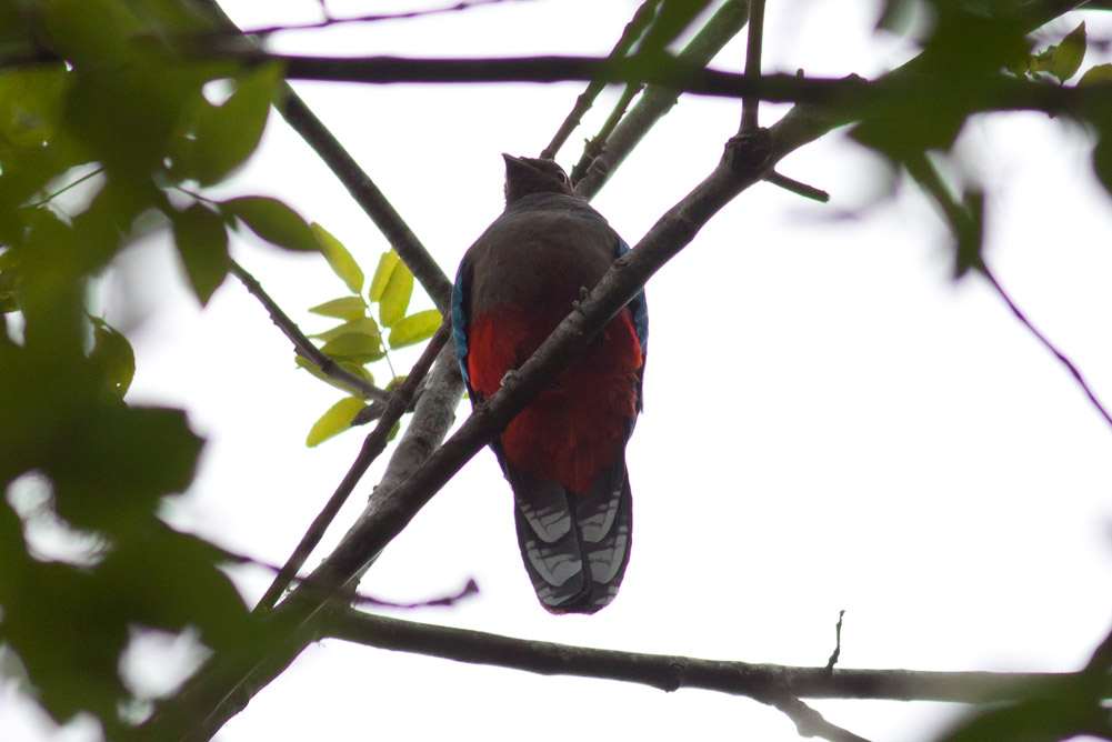 White-tipped Quetzal