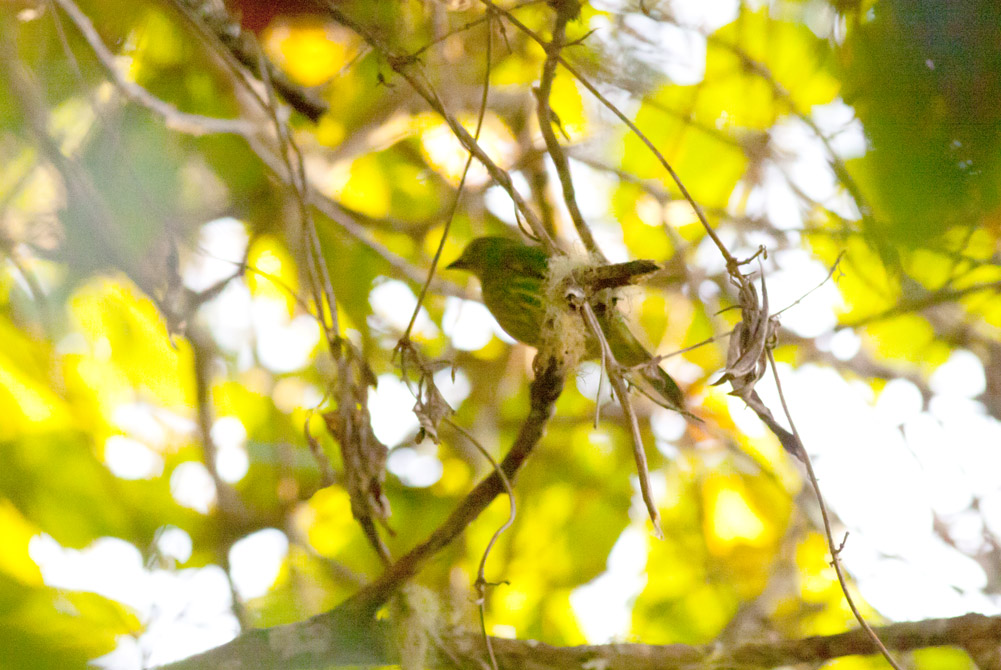 Golden-breasted Fruiteater