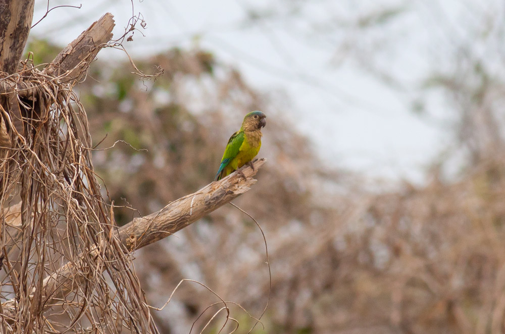 Brown-throated Parakeet (Brown-throated)