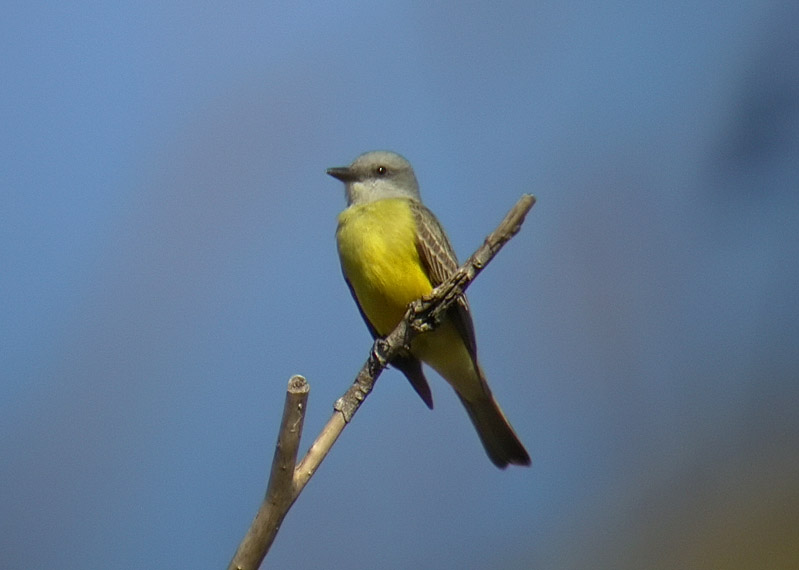 Couchs Kingbird